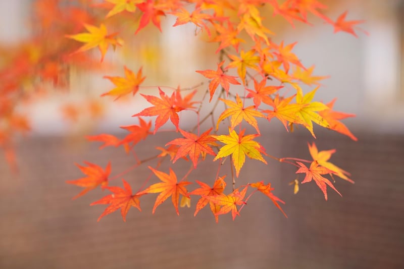 Autumn Splendor