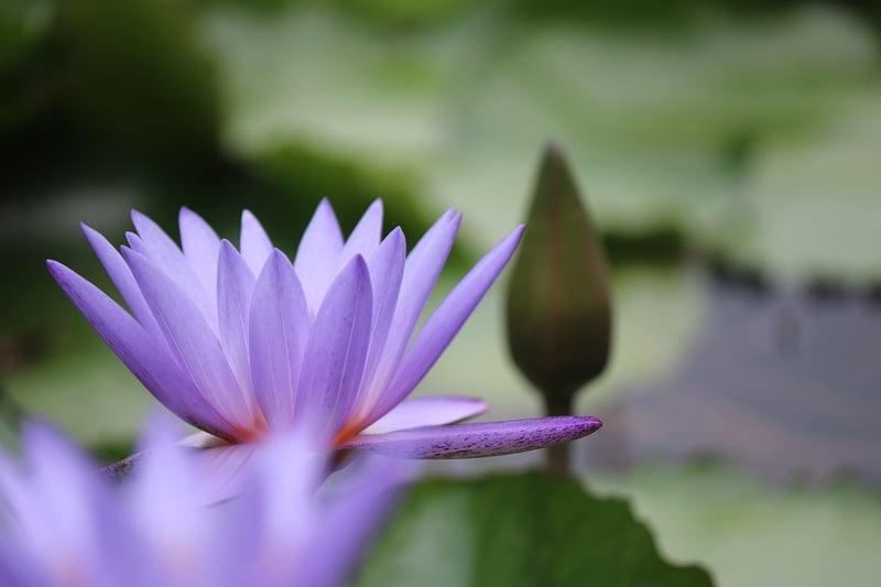 Natural Harmony
